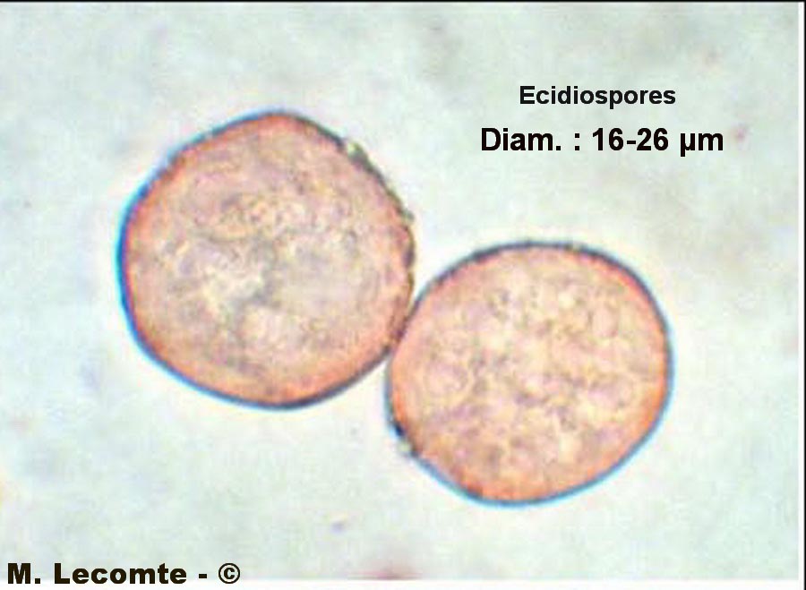 Puccinia phragmitis